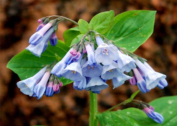 Bluebells