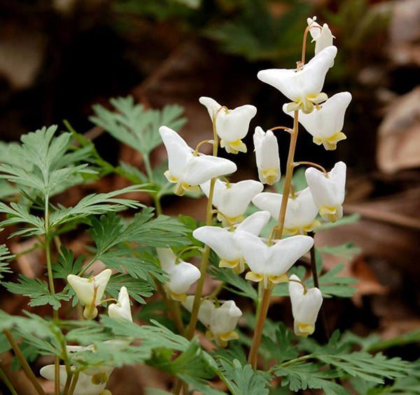 White dutchman's breeches flowers