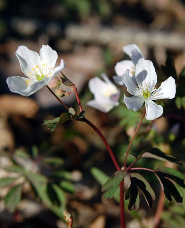 White false rue anemone