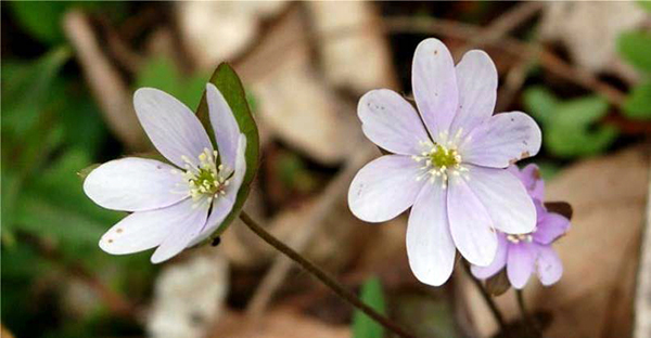 Hepatica