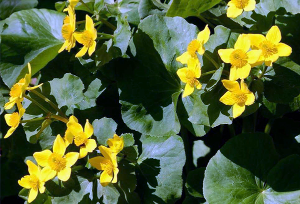 Marsh marigold