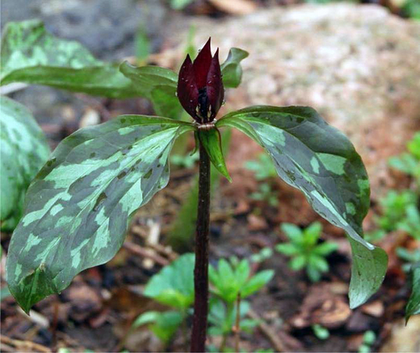 Dark red trillium