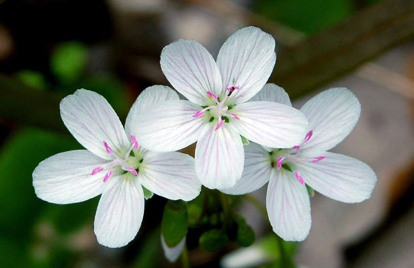 Virginia spring beauty