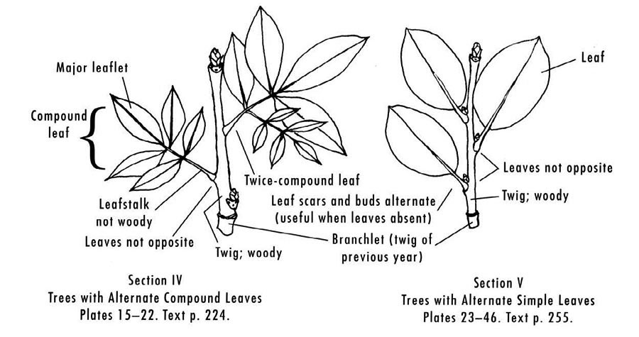 Alternate leaves