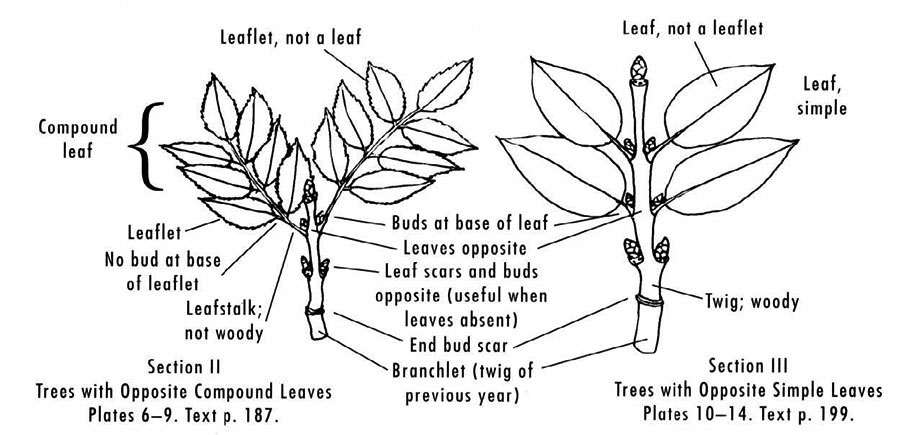 Leaves opposite, or in whorls