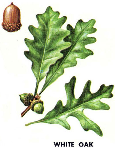 White oak leaves and acorns